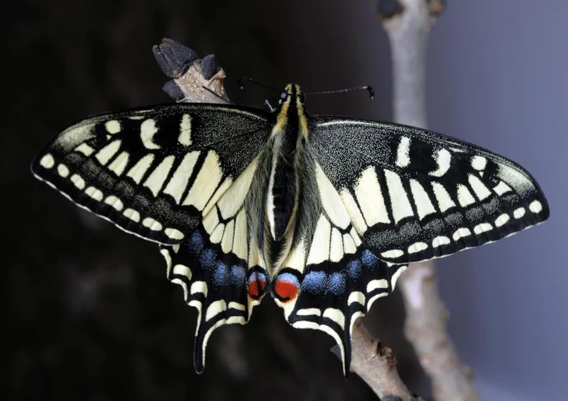 18057 Tierwelt - Schmetterling Puzzle