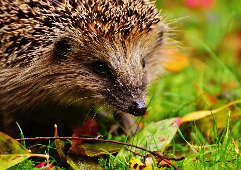 18056 Tierwelt - Igel im Garten Puzzle