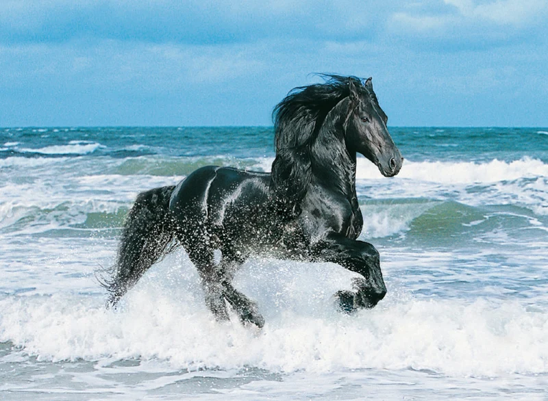 Black Horse