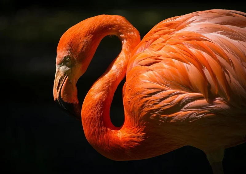 21252 Tierwelt - Flamingos Puzzle