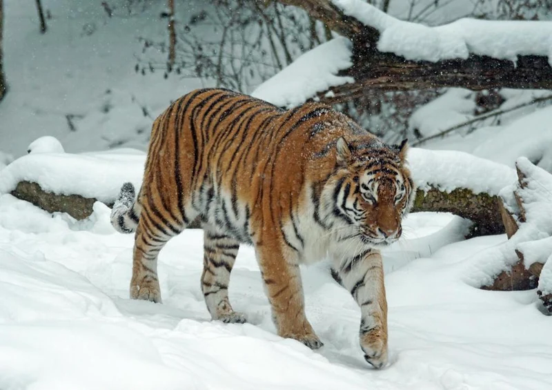 21247 Tierwelt - Tiger im Schnee Puzzle
