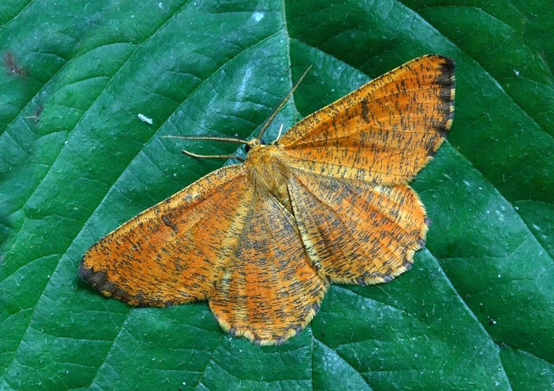 29378 Tierwelt - Falter auf Blatt Puzzle