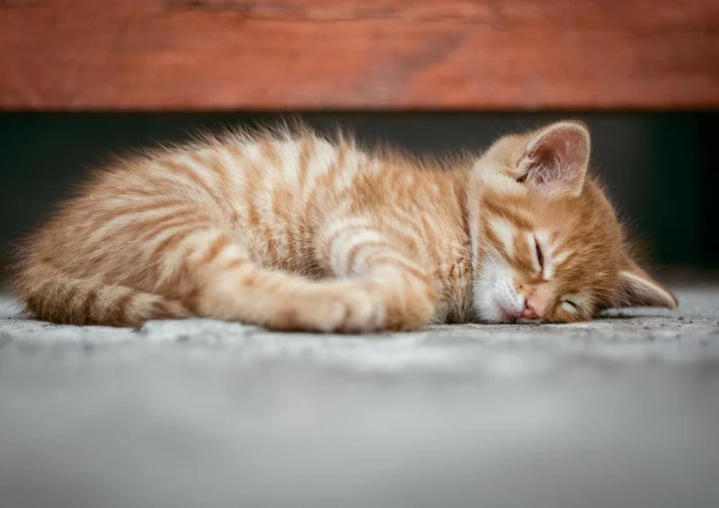29373 Tierwelt - Katze Puzzle