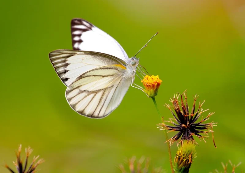 21207 Tierwelt - Schmetterling Puzzle