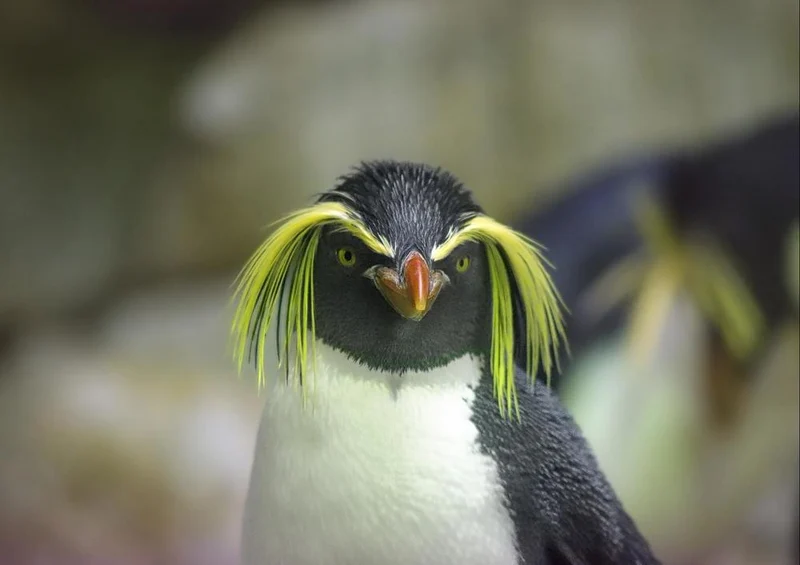 21197 Tierwelt - Felsenpinguin Puzzle