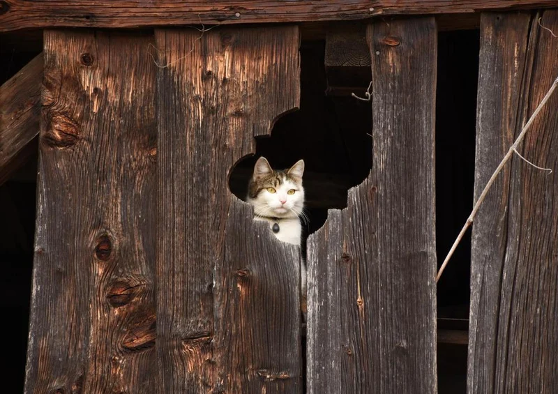 17110 Tierwelt - Katze im Blick Puzzle