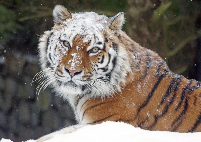 17109 Tierwelt - Schnee-Tiger Puzzle