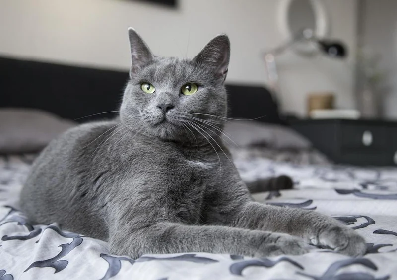 29278 Tierwelt - Katze Puzzle