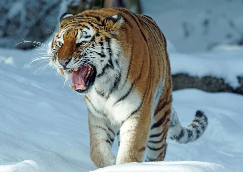 17107 Tierwelt - Tiger Puzzle