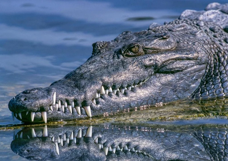 18053 Tierwelt - Krokodil Puzzle