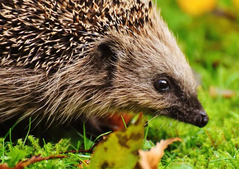 18051 Tierwelt - Igel Puzzle