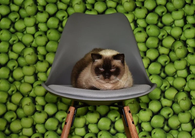 18050 Tierwelt - Katze auf Stuhl Puzzle