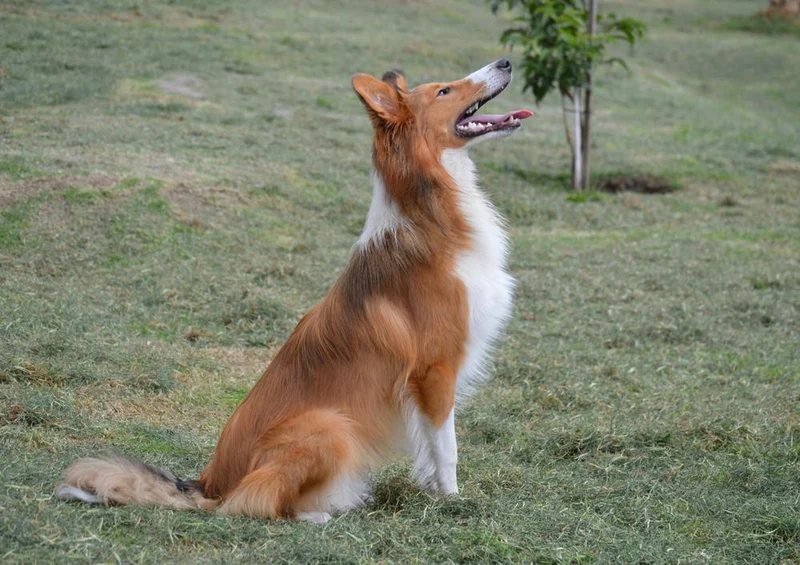 29748 Tierwelt - Collie Puzzle