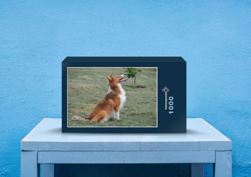 29748 Tierwelt - Collie Puzzle