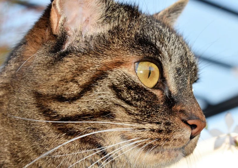 29743 Tierwelt - Katze Puzzle