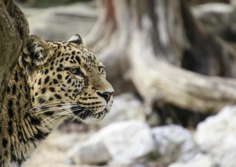 29628 Tierwelt - Leopard Puzzle