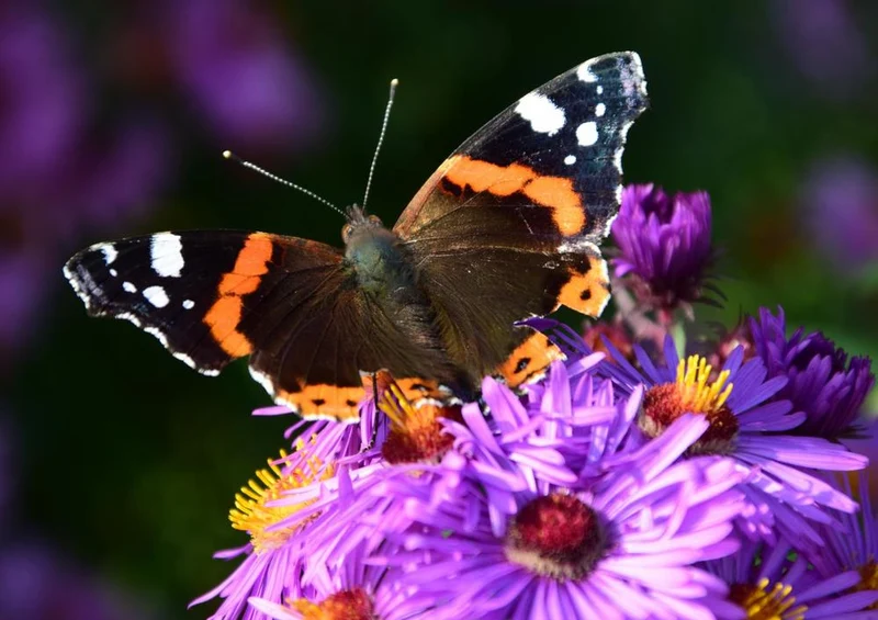 29603 Tierwelt - Schmetterling Puzzle