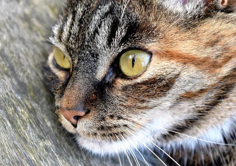 29598 Tierwelt - Katzenaugen Puzzle