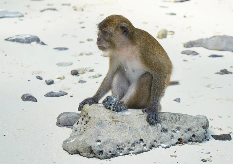 17093 Reisen - Strand-Affe Puzzle