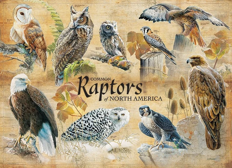 Common Raptors, Susan Bourdet