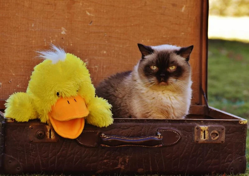17058 Reisen - Katze im Koffer Puzzle