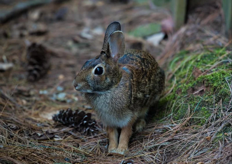 18049 Tierwelt - Wald-Hase Puzzle