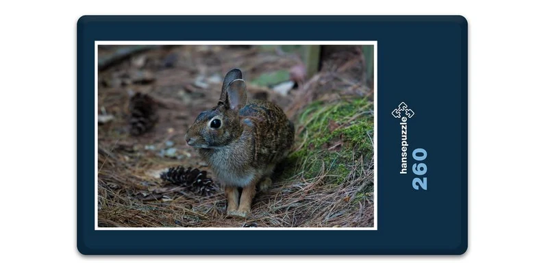 18049 Tierwelt - Wald-Hase Puzzle