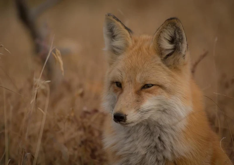21242 Tierwelt - Fuchs Puzzle