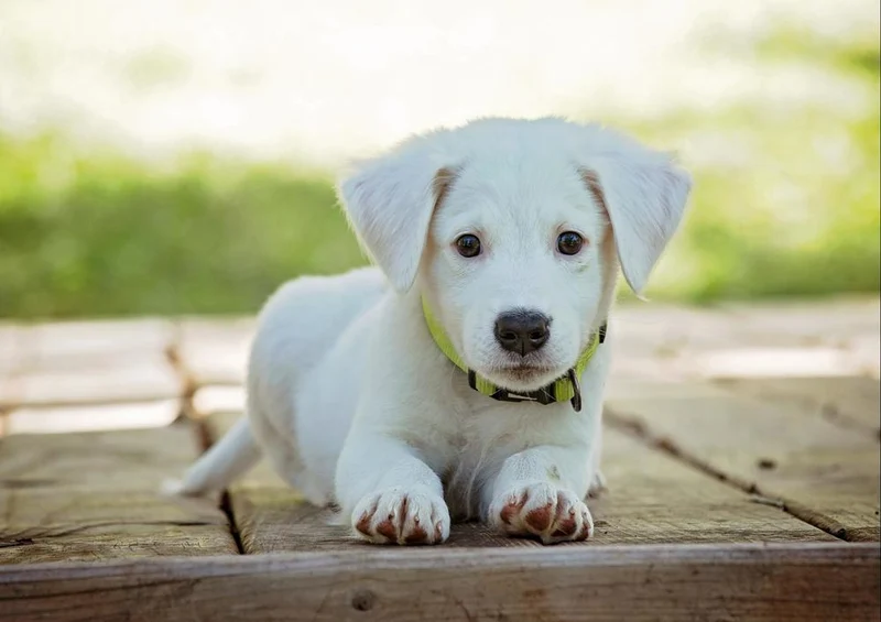28709 Tierwelt - Hundewelpe Puzzle