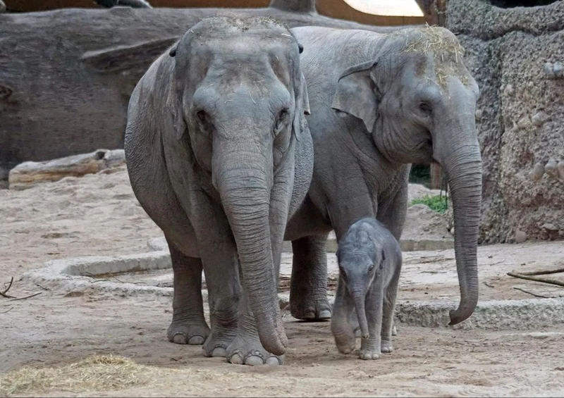 18048 Tierwelt - Elefanten-Familie Puzzle
