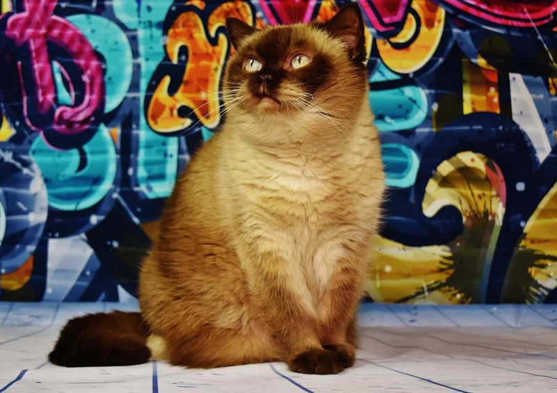 17106 Tierwelt - Katzen-Kunst Puzzle