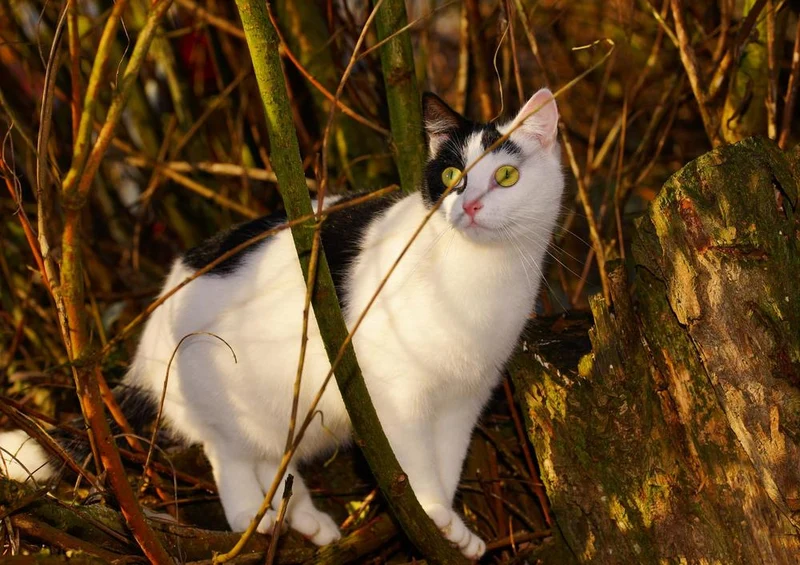 29268 Tierwelt - Katze im Gras Puzzle