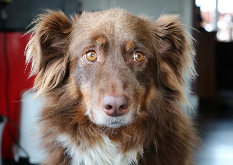 29253 Tierwelt - Hund Puzzle