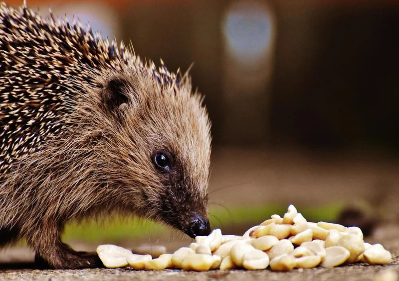 29733 Tierwelt - Igel Puzzle