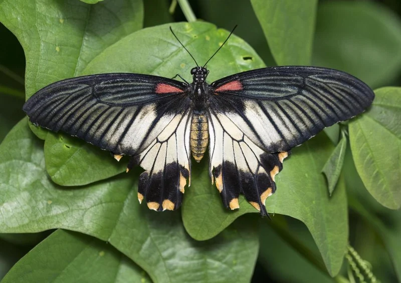 29608 Tierwelt - Schmetterling Puzzle