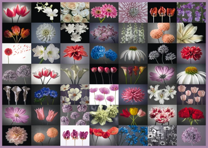 Floral Greeting, Assaf Frank