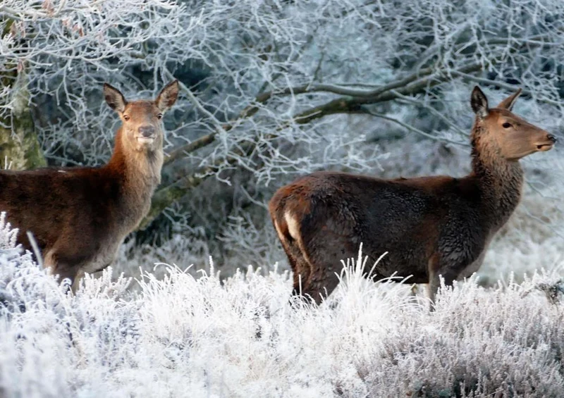 29578 Tierwelt - Hirsch Puzzle