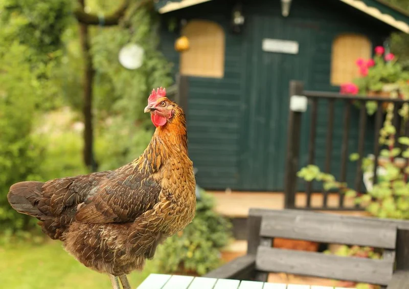 29728 Tierwelt - Huhn Puzzle