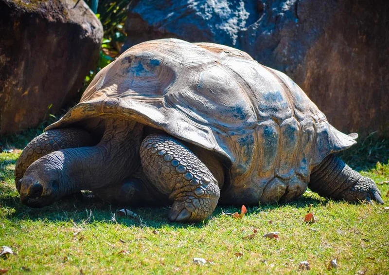 29563 Tierwelt - Schildkröte Puzzle