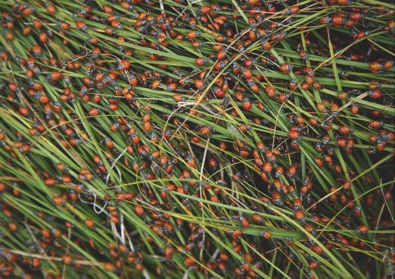 19012 Tierwelt - Marien-Käfer Puzzle