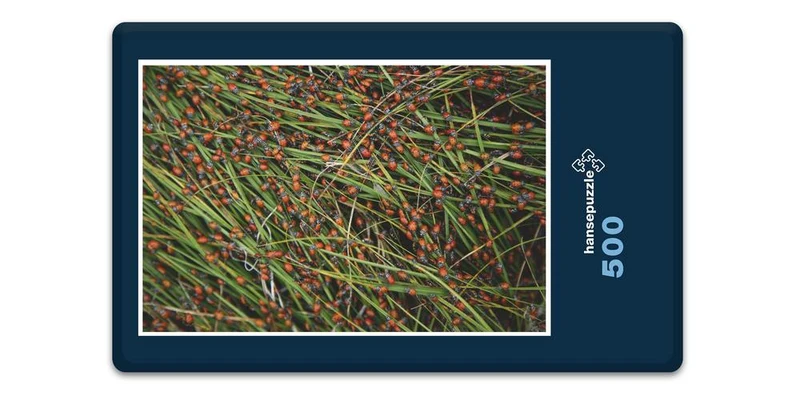 19012 Tierwelt - Marien-Käfer Puzzle