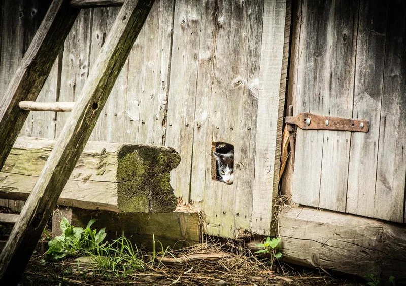 29718 Tierwelt - Katzen-Ausguck Puzzle