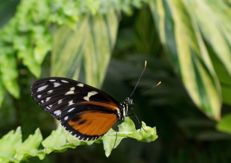 29558 Tierwelt - Schmetterling Puzzle