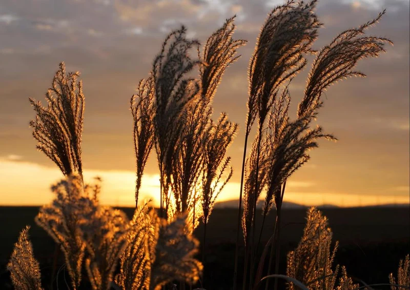 28989 Natur - Gräser im Sonnenuntergang Puzzle