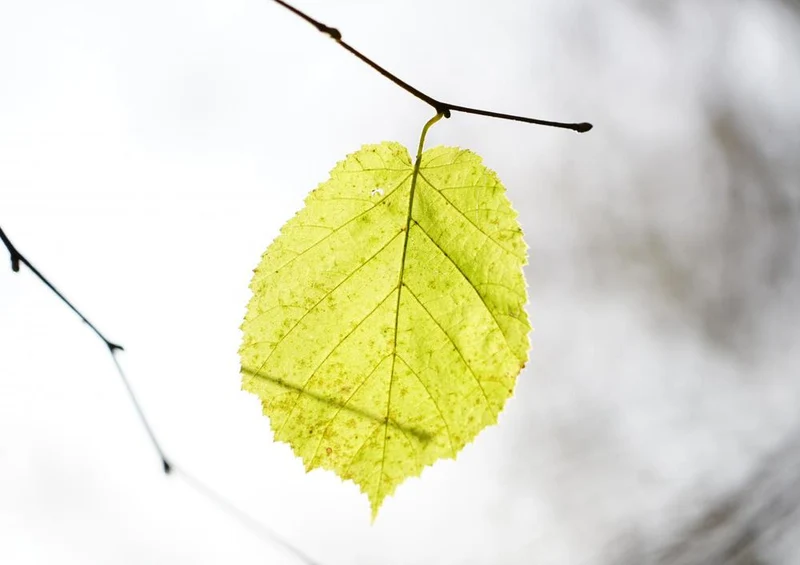 28389 Natur - Haselblatt Puzzle