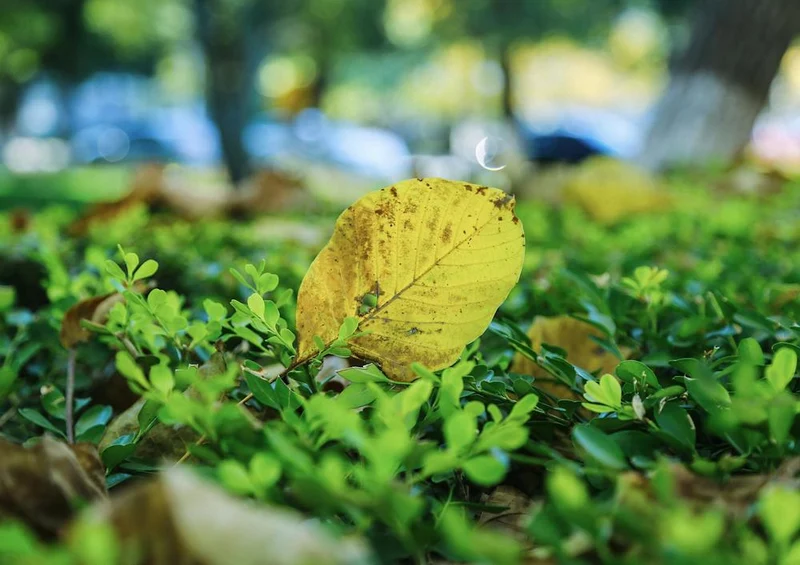 28979 Natur - Blatt Puzzle
