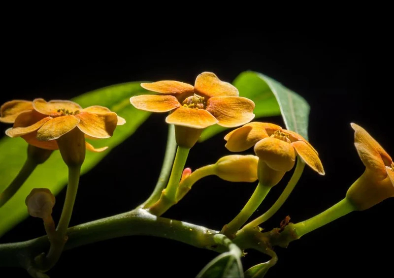 28249 Natur - Blüte Puzzle