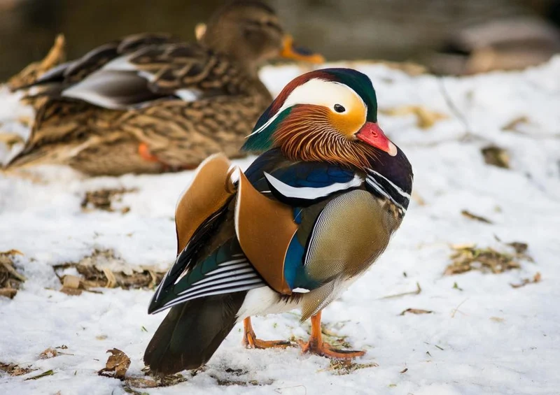 28894 Tierwelt - Ente Puzzle