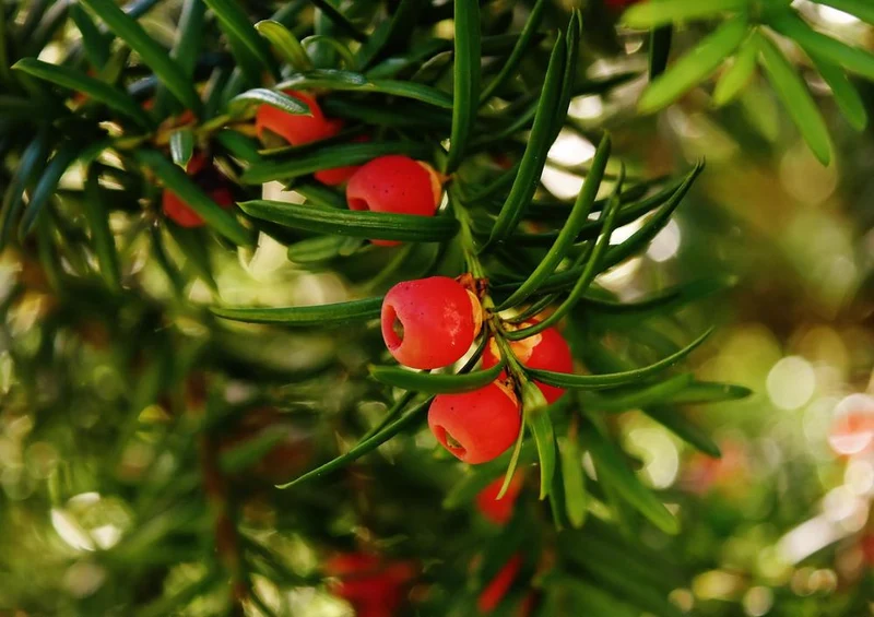 28889 Natur - Eurpäische Eibe Puzzle