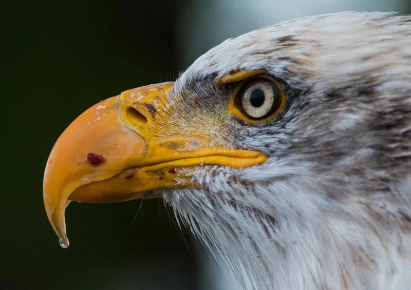 28874 Tierwelt - Weißkopfseeadler Puzzle